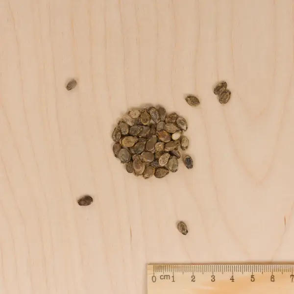 Potagères - Pastèque Sugar Baby - MEDIA_3D